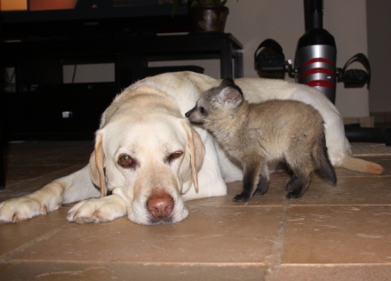 Zoey and pup