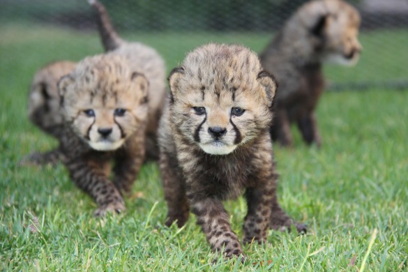 Cheetah Cubs